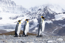 Load image into Gallery viewer, 8171078