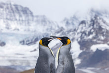 Load image into Gallery viewer, 8171069