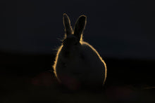 Load image into Gallery viewer, 8171070