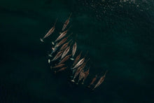 Load image into Gallery viewer, 8171074