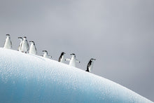 Load image into Gallery viewer, The Huddle