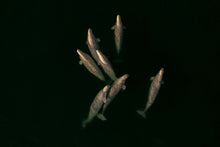 Load image into Gallery viewer, 6694476