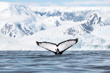 Load image into Gallery viewer, Glacial Giants