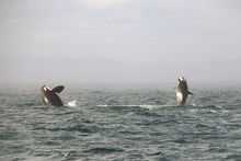 Load image into Gallery viewer, Learning to Fly