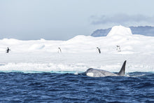Load image into Gallery viewer, Ice Orca