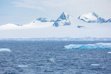 Load image into Gallery viewer, Orca Dream Land