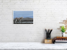 Load image into Gallery viewer, 6694790-1657656