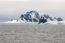 Load image into Gallery viewer, Antarctic Orca
