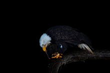 Load image into Gallery viewer, Night Raptor