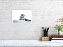 Load image into Gallery viewer, 6347667-1493967