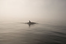 Load image into Gallery viewer, The Matriarch