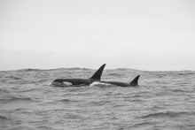 Load image into Gallery viewer, Rising Swell