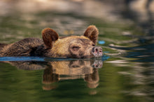 Load image into Gallery viewer, Tidal Grizzly