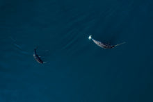 Load image into Gallery viewer, 6694447