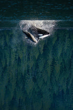 Load image into Gallery viewer, Forest Dolphins