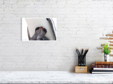 Load image into Gallery viewer, 6347686-1493929