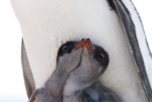 Load image into Gallery viewer, Resilience