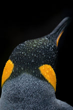 Load image into Gallery viewer, Penguin Perfection