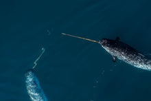 Load image into Gallery viewer, 6694482