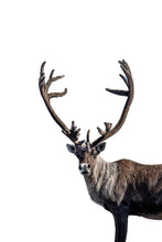 Load image into Gallery viewer, Velvet Antlers