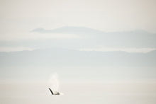 Load image into Gallery viewer, Lost in Time