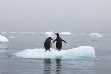 Load image into Gallery viewer, Castaways