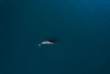 Load image into Gallery viewer, 6694438