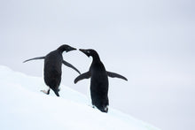 Load image into Gallery viewer, Love on the ice