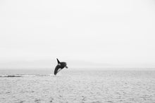 Load image into Gallery viewer, The Lone Wolf of the Sea