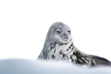 Load image into Gallery viewer, Medusa