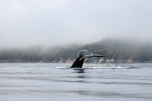 Load image into Gallery viewer, Foggy Flukes