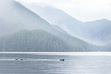 Load image into Gallery viewer, 6996126