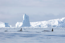 Load image into Gallery viewer, Frozen Minaret