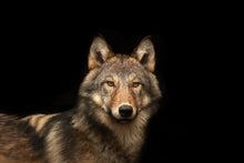 Load image into Gallery viewer, The SeaWolf