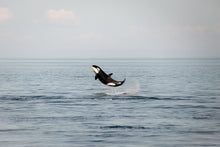 Load image into Gallery viewer, Baby Breach