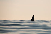 Load image into Gallery viewer, Pastel Swell