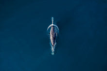 Load image into Gallery viewer, 6694373