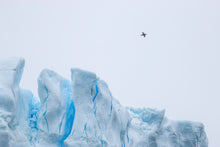 Load image into Gallery viewer, Arctic Soar