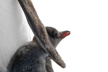 Load image into Gallery viewer, 6682343