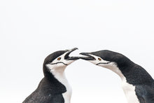 Load image into Gallery viewer, Chinstraps