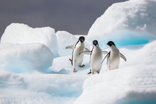 Load image into Gallery viewer, Happy Feet