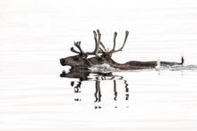 Load image into Gallery viewer, Arctic Reflections