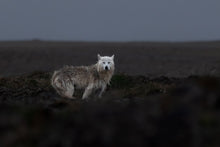 Load image into Gallery viewer, 6694380