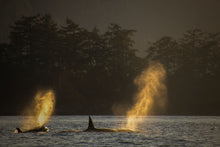 Load image into Gallery viewer, Heartbeat of the coast