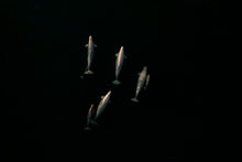 Load image into Gallery viewer, 6694467