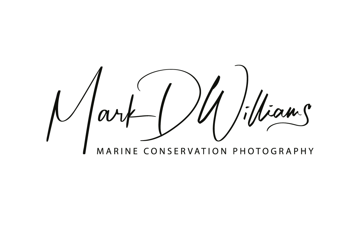 Sizing Guide Marine Conservation Photography sizing-guide-marine-conservation-photography
