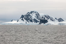 Load image into Gallery viewer, Antarctic Orca
