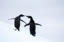 Load image into Gallery viewer, Love on the ice
